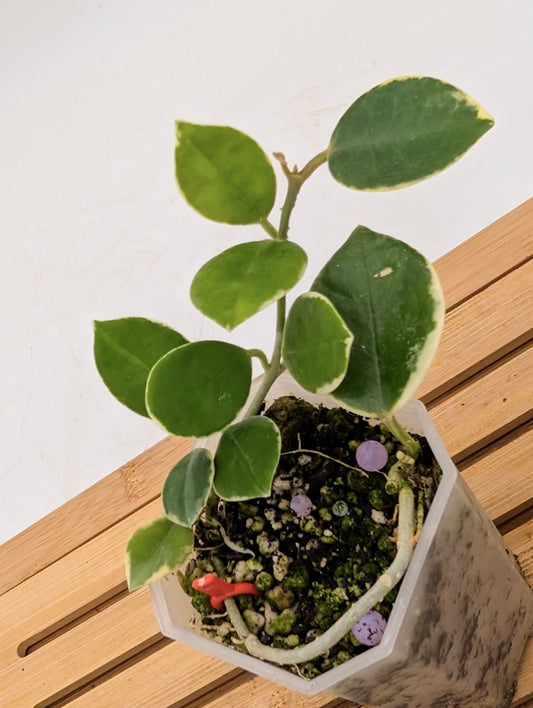 Hoya Lisa Outer Variegated