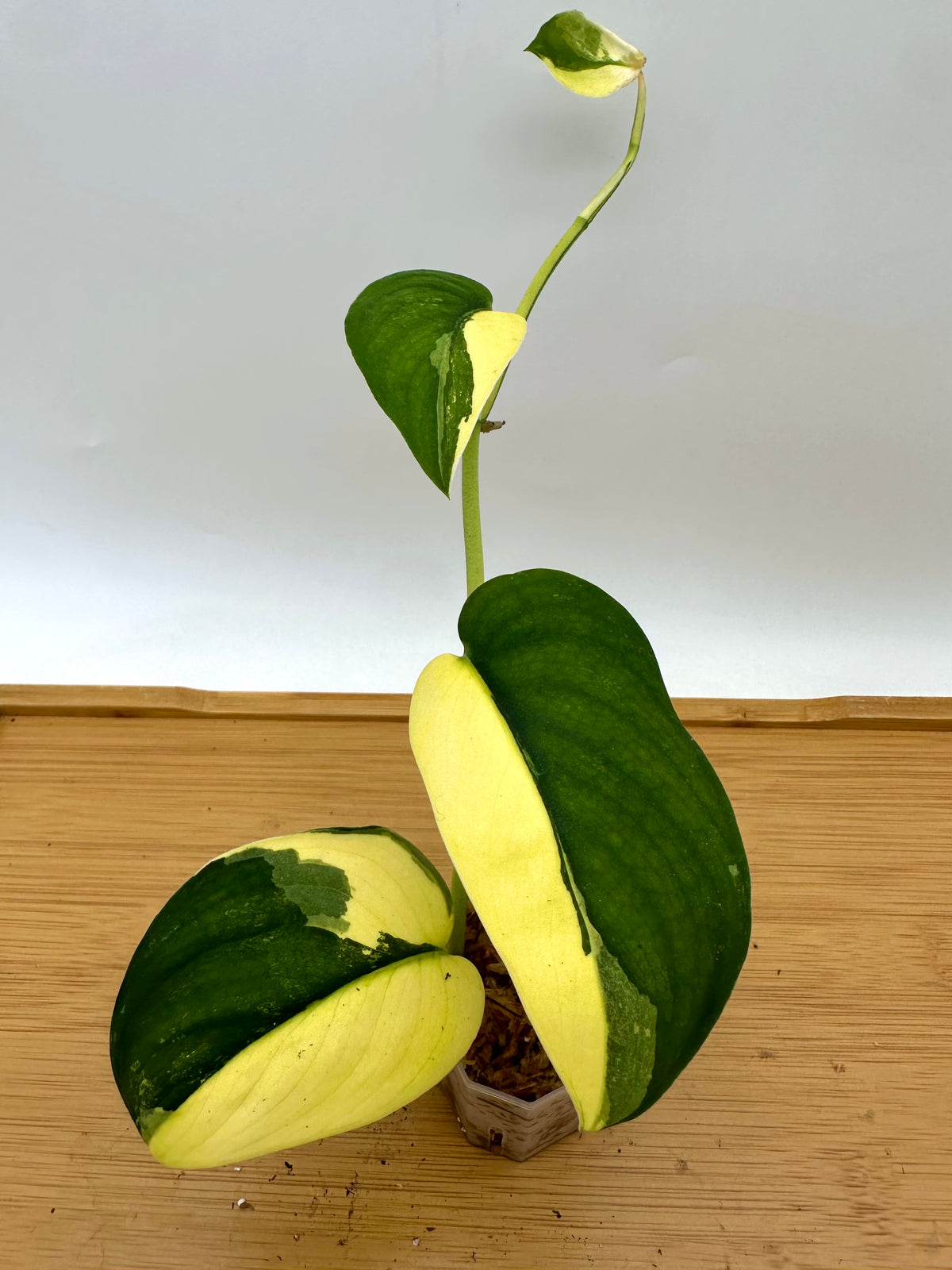 Scindapsus Jade Satin Aurea Variegated