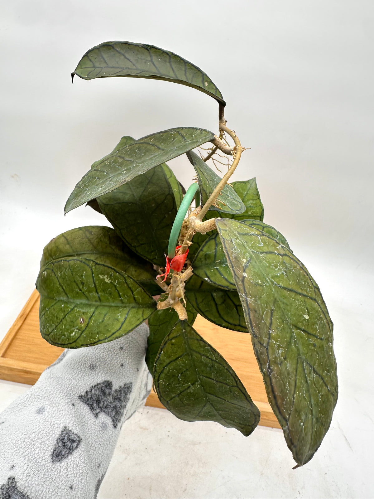 Hoya Gunung Gading - Good Size, Multiple Growths