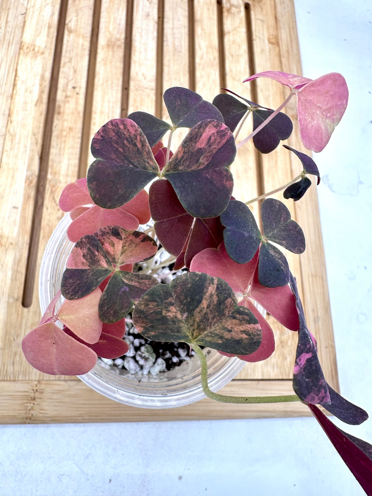 Oxalis Triangularis Pink Variegated