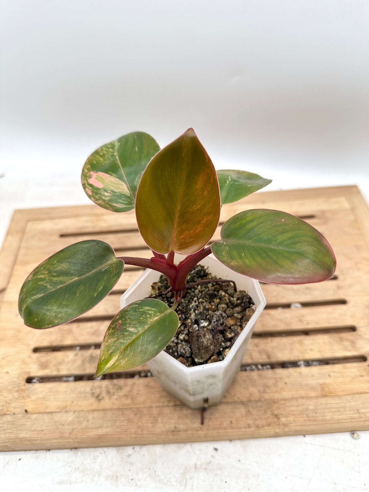 Philodendron Red Congo Variegated - Clearance Sale 💚