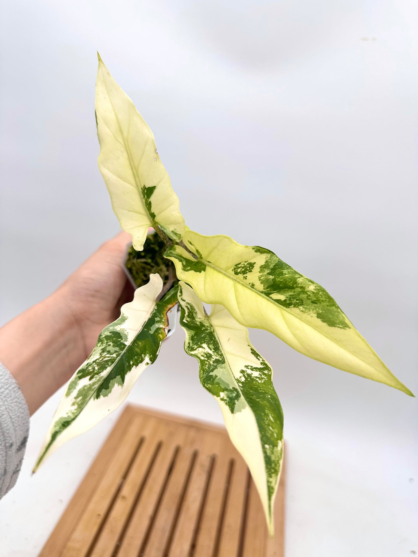 Alocasia Lauterbachiana Albo Variegated