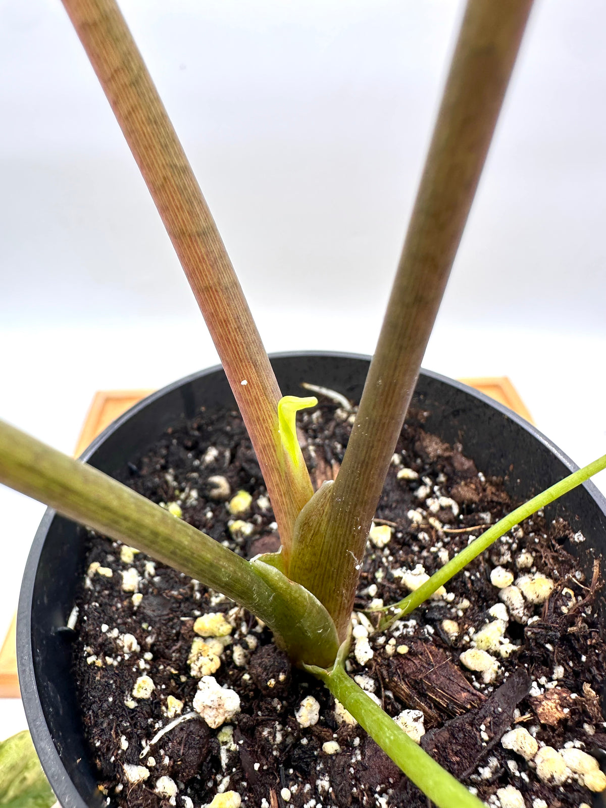 Alocasia Simpo Albo Variegated