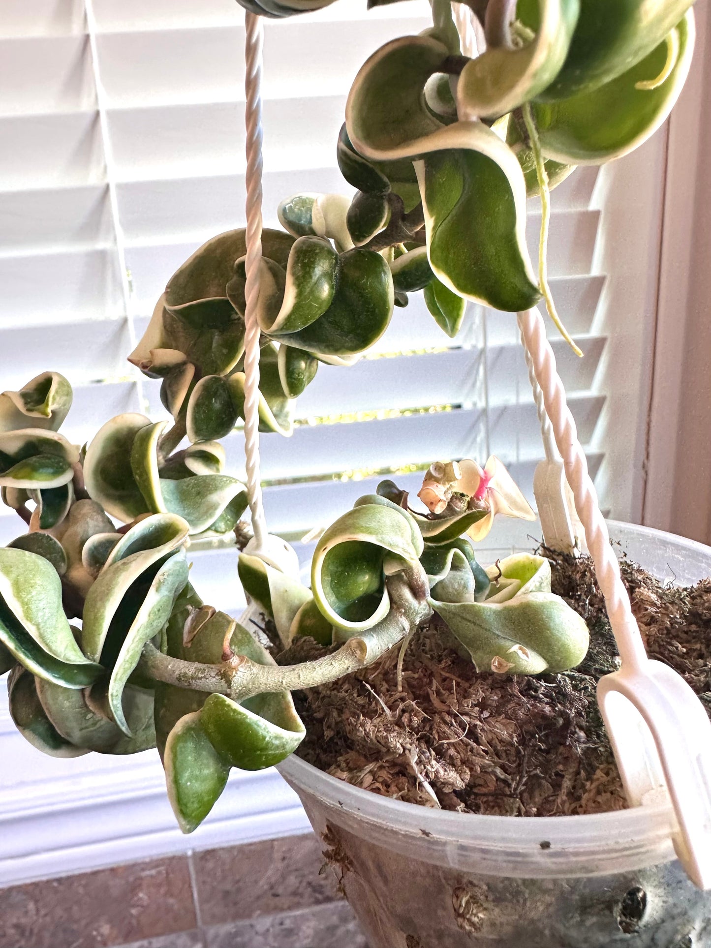 Hoya Compacta Albo Variegated - Multiple Active Growths - Clearance Sale