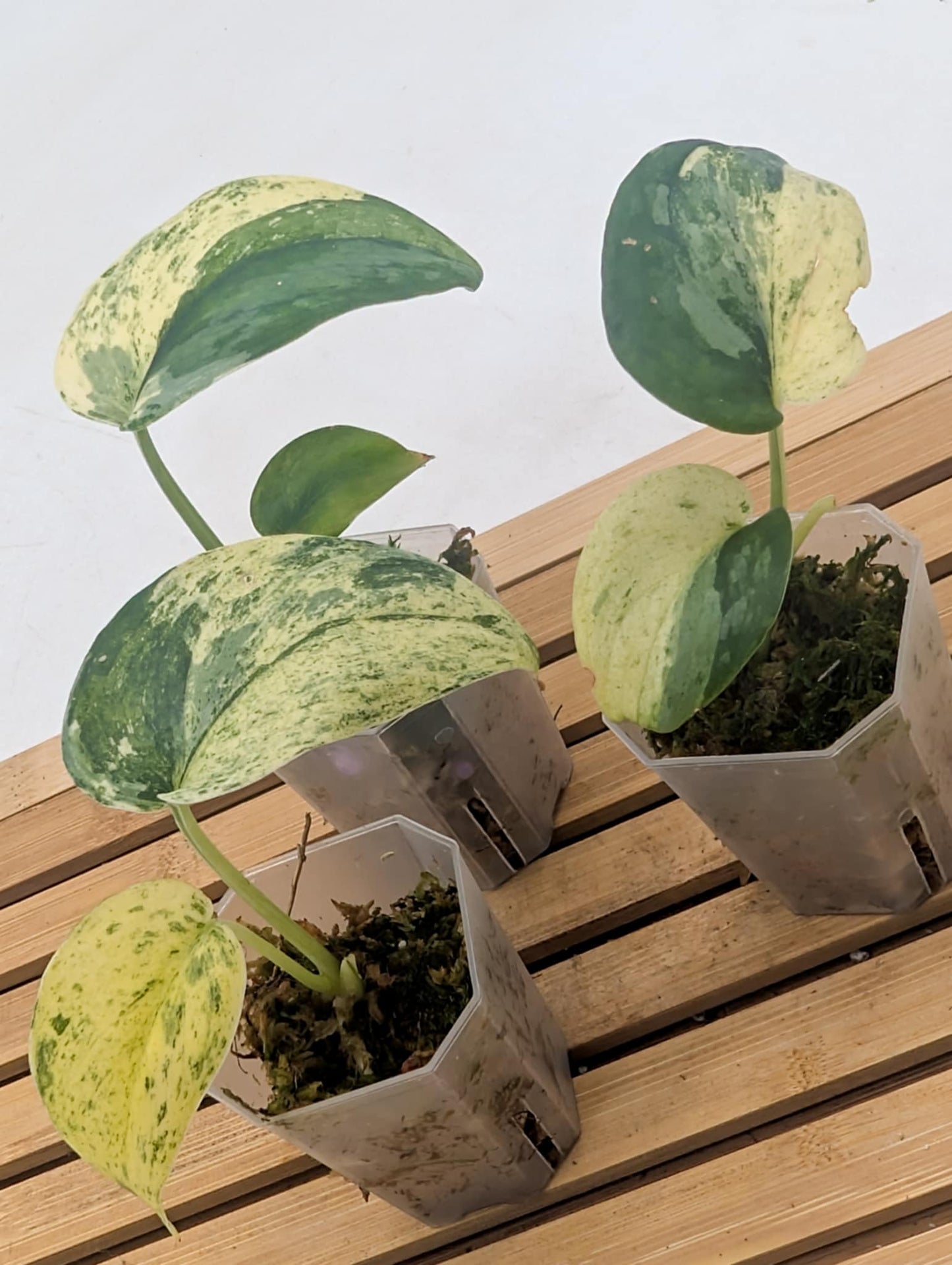 Scindapsus Blue Splash Variegated
