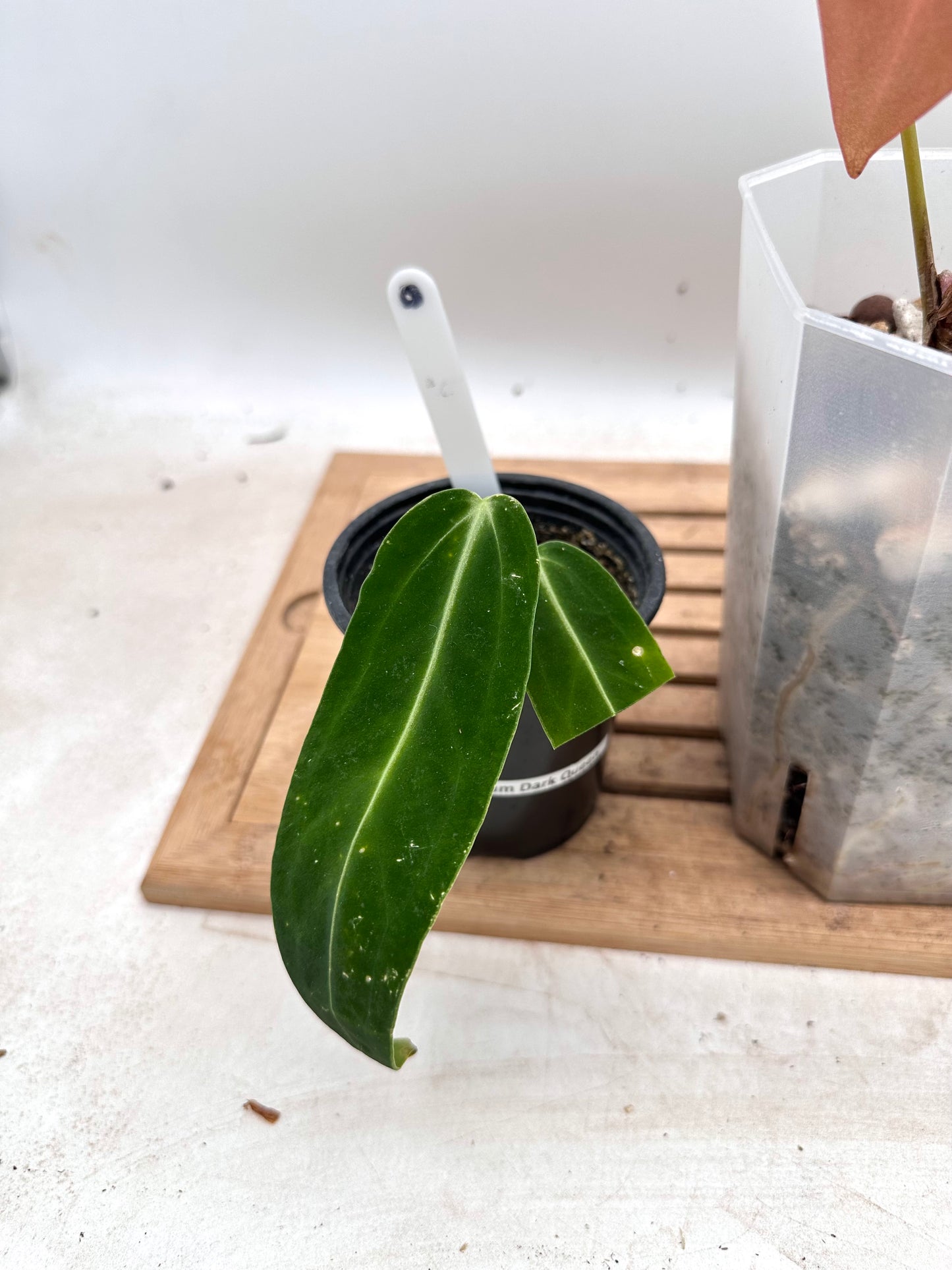 Combo Sale - Anthurium AOS x FS & Warrocquenum Queen