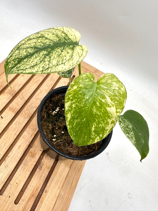 Monstera Mint (extra growths)