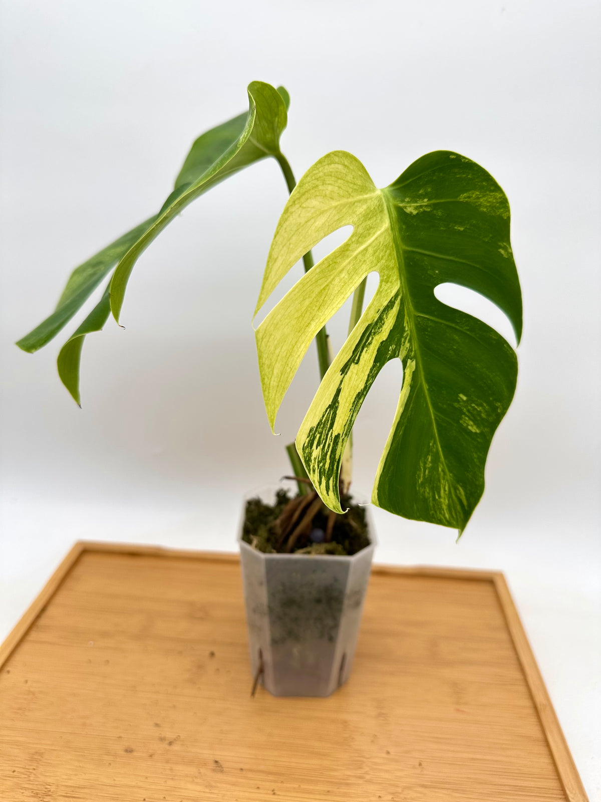 Monstera Jungle Mint Variegated