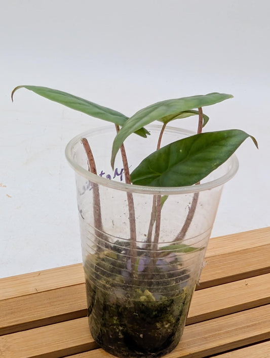 Alocasia Metalic Blue - Price for cup of multiple plants