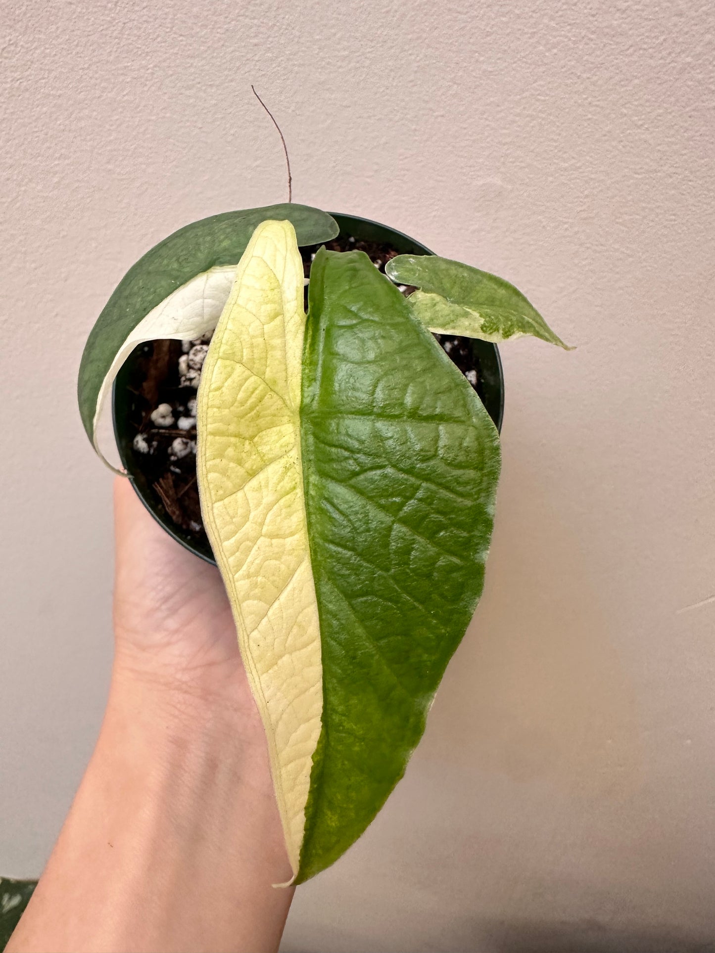 Alocasia Sulawesi Variegated