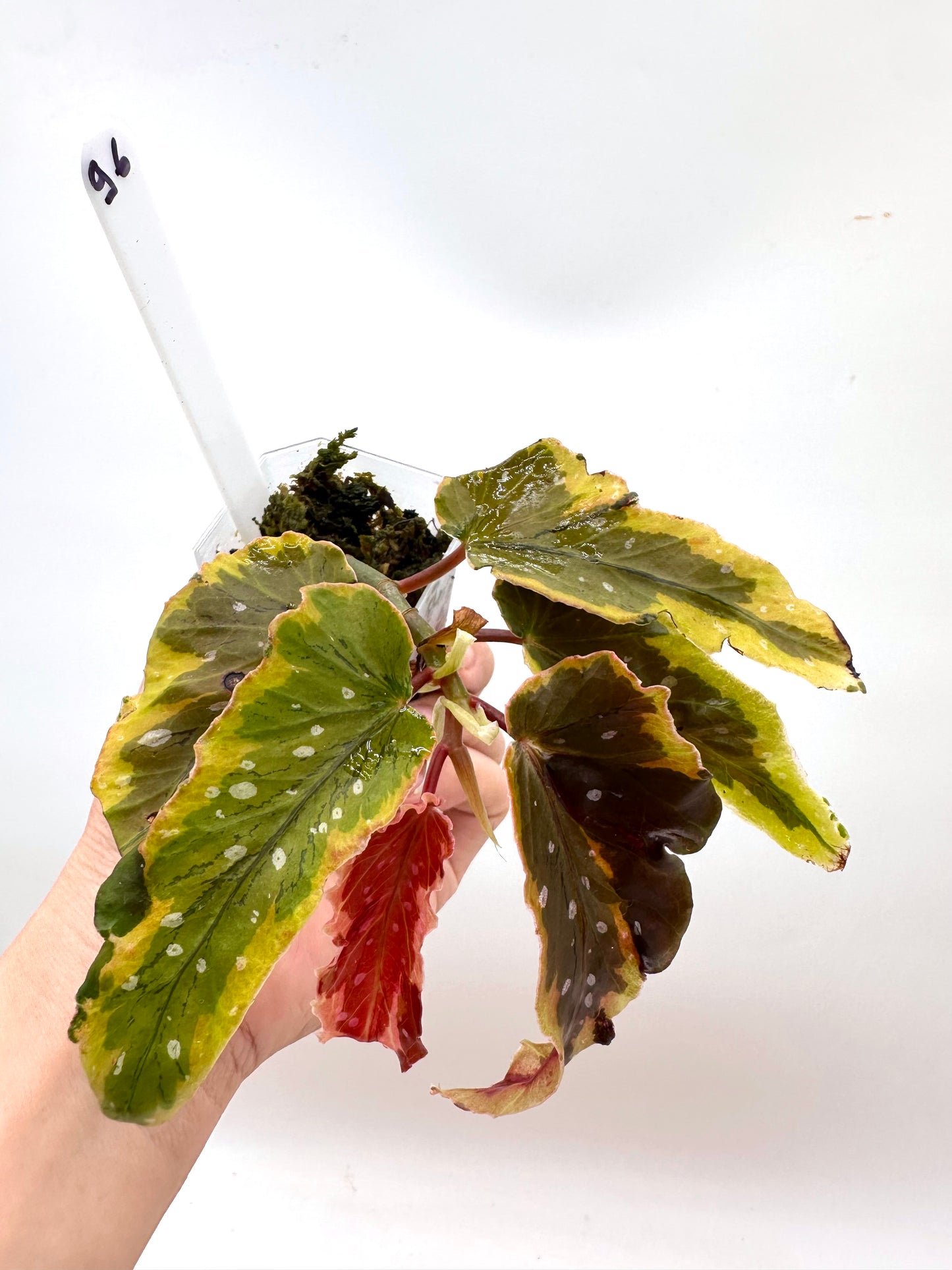 Begonia Dainty Spray Variegated
