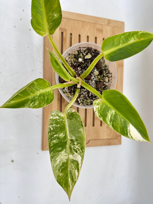 Philodendron Green Congo Albo Variegated (True Form)