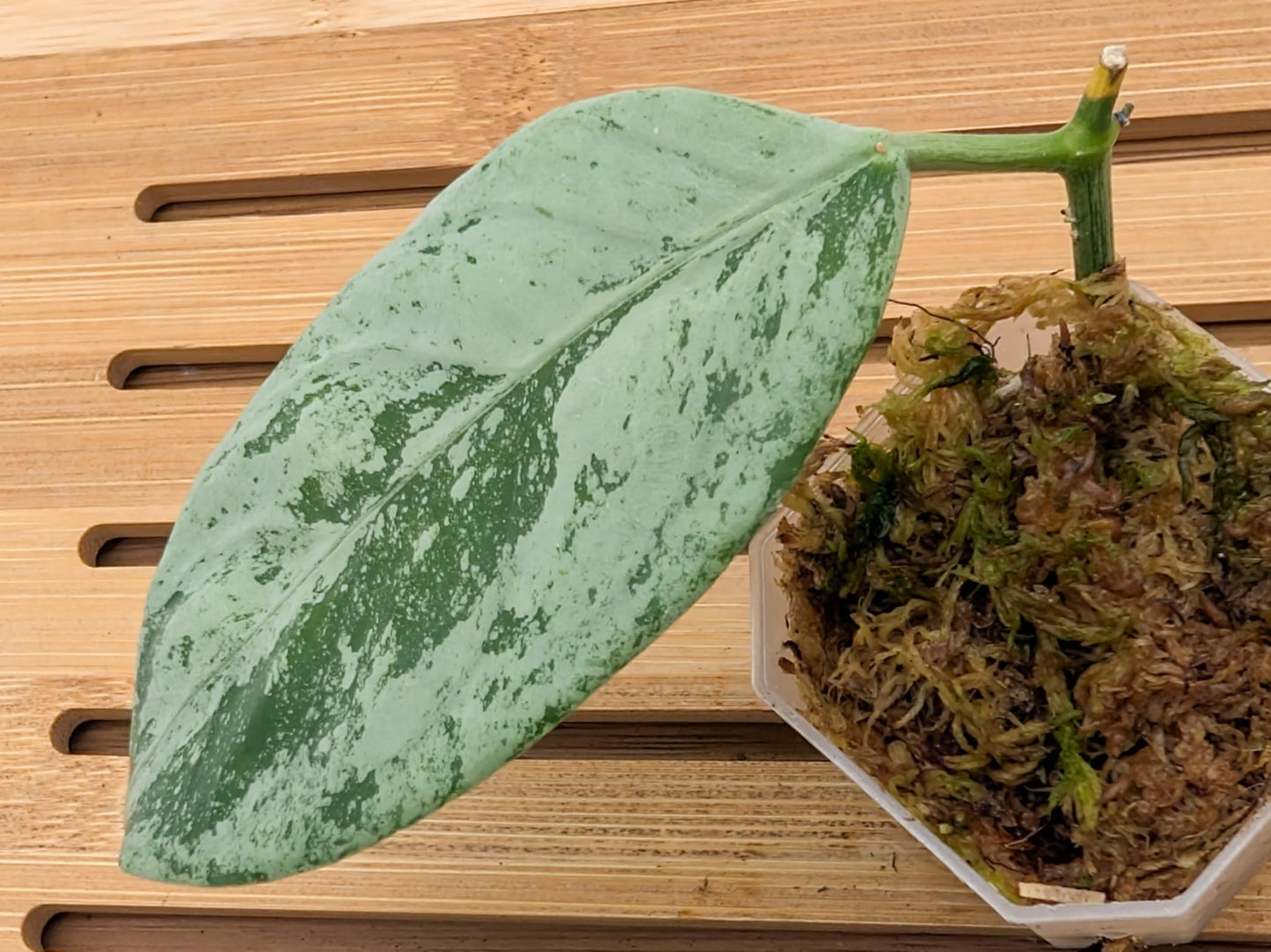 Hoya Coriacea Silver