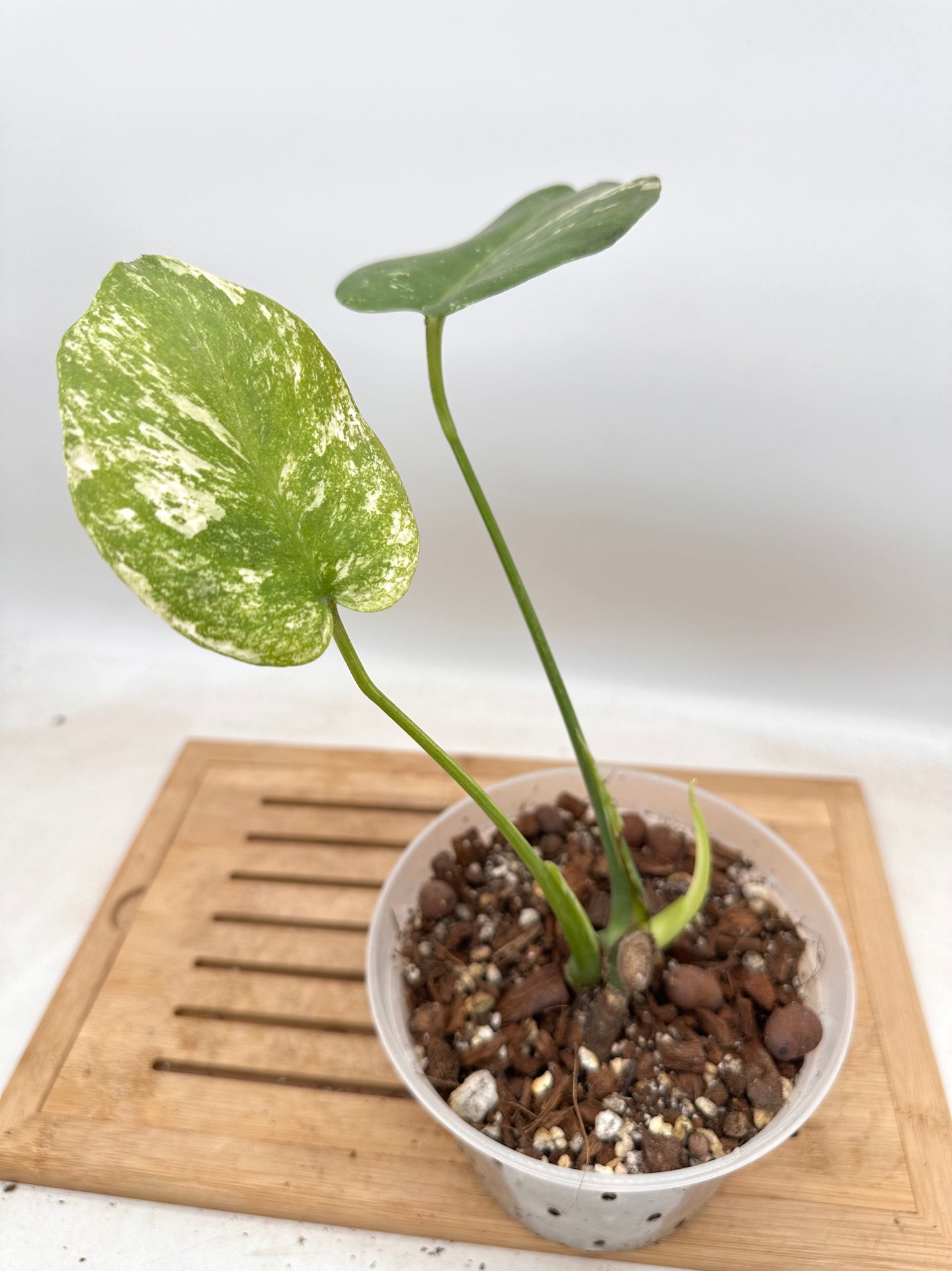 Monstera White Monster