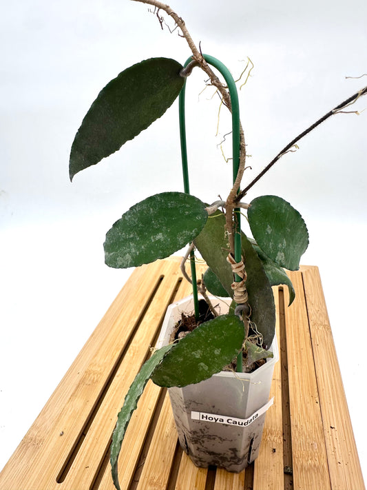 Hoya Caudata