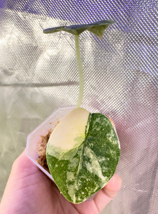 Alocasia Melo Aurea Variegated