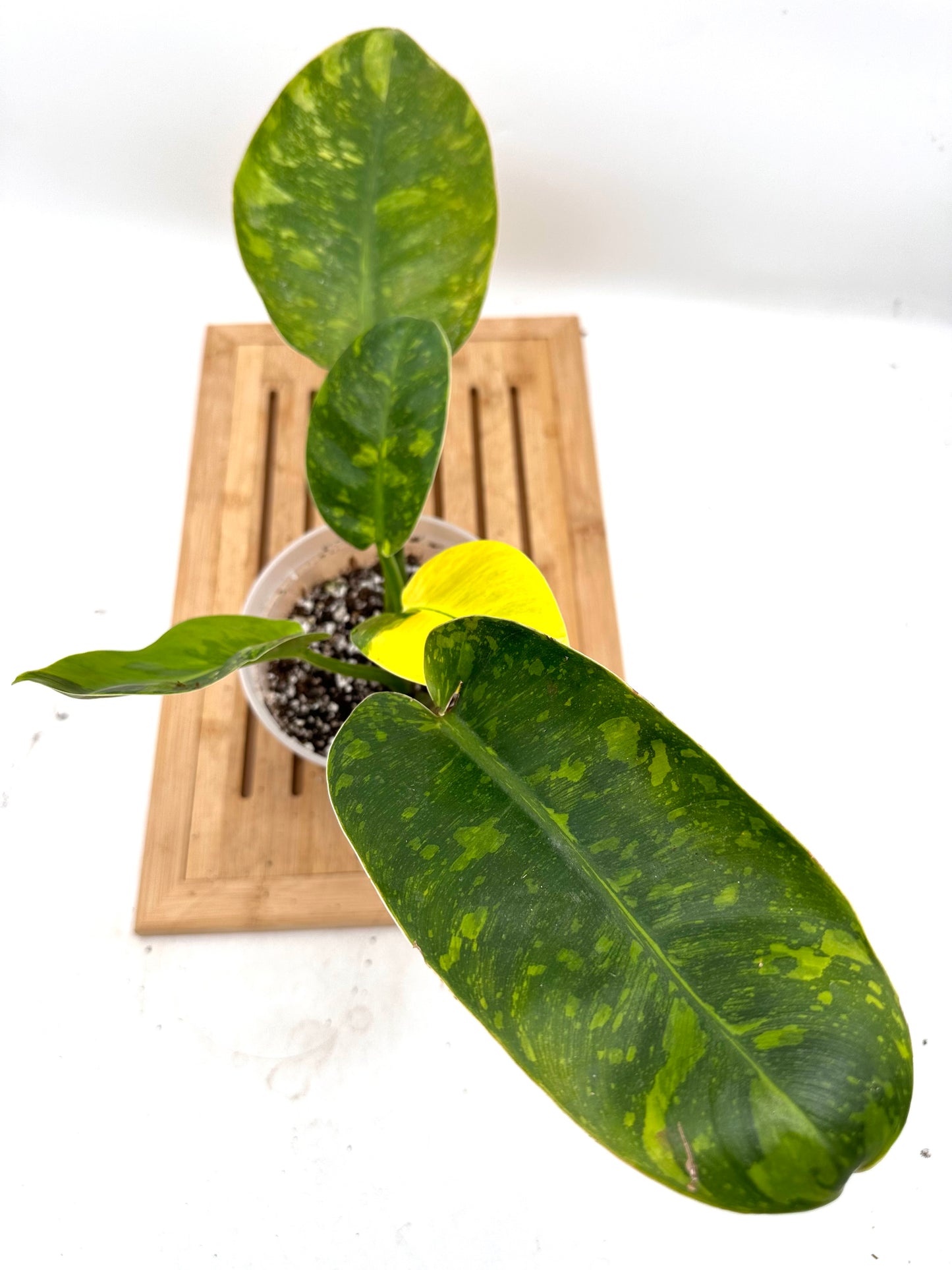 Philodendron Green Congo Nuclear Variegaged (Size M/L)