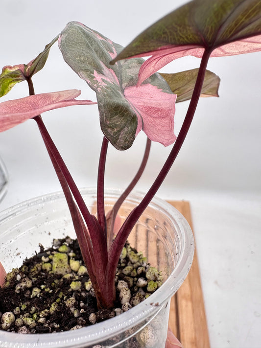 Alocasia Serendipity Pink Variegated