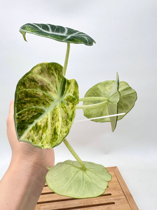 Alocasia Ninja Tri-Color Variegated