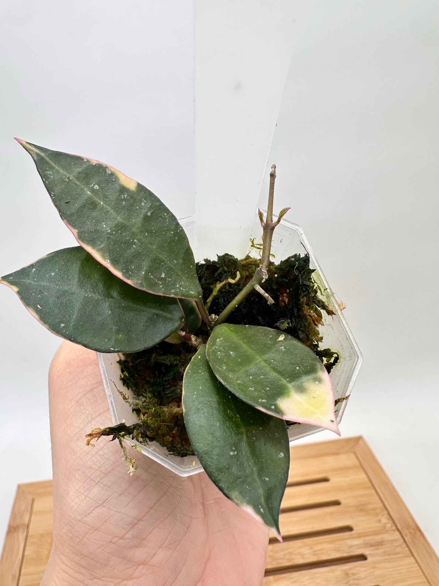 Hoya Lacunosa ‘Asami’ Variegated - Multiple Growths