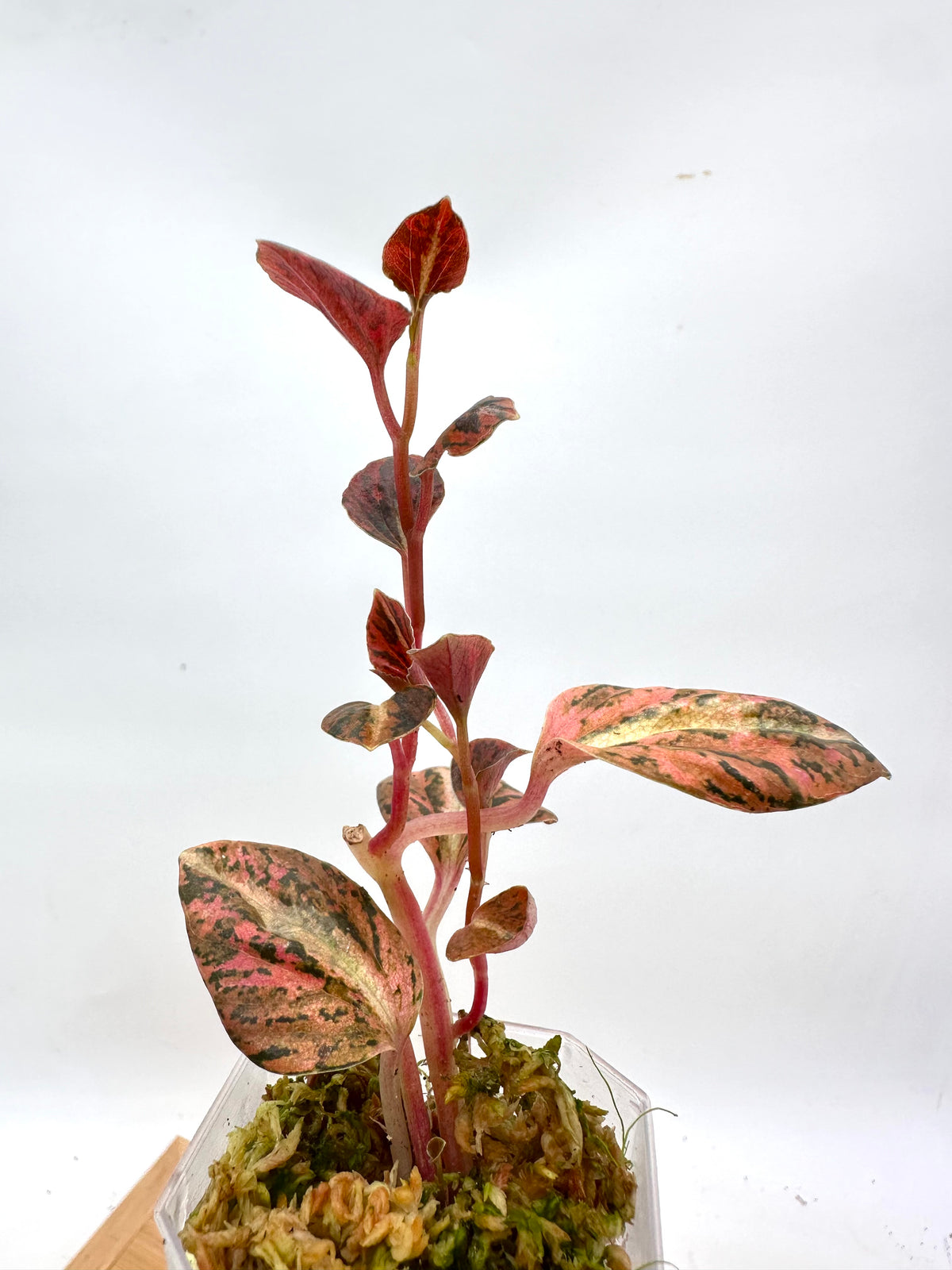 Peperomia Metallica Orange Variegated