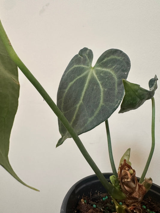 Anthurium Clarinervium Dark