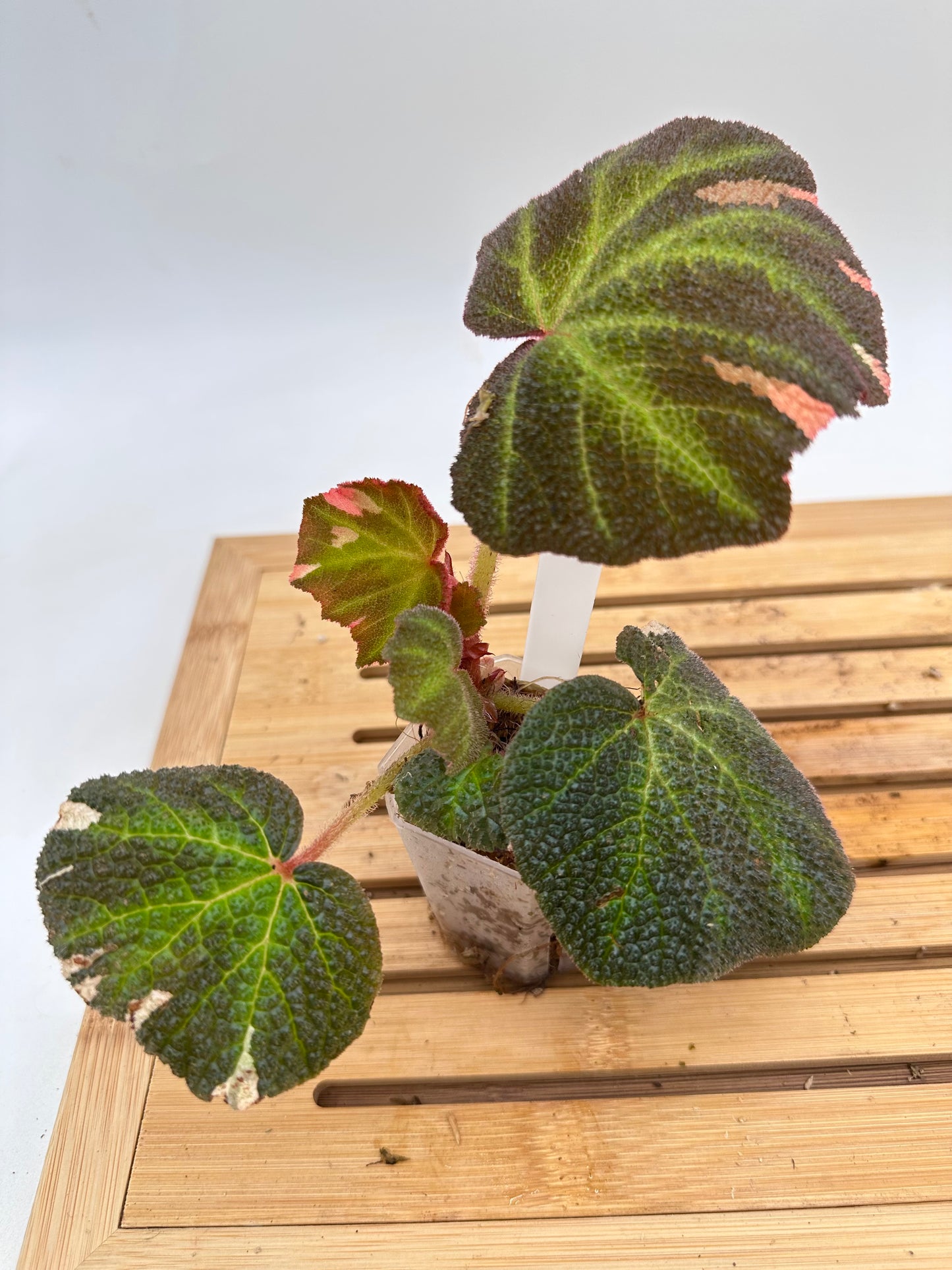 Begonia Soli Mutata Pink Variegated
