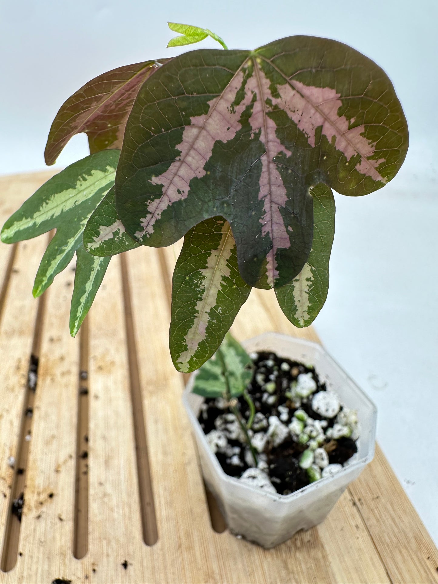 Passiflora Trifasciata (Purple)