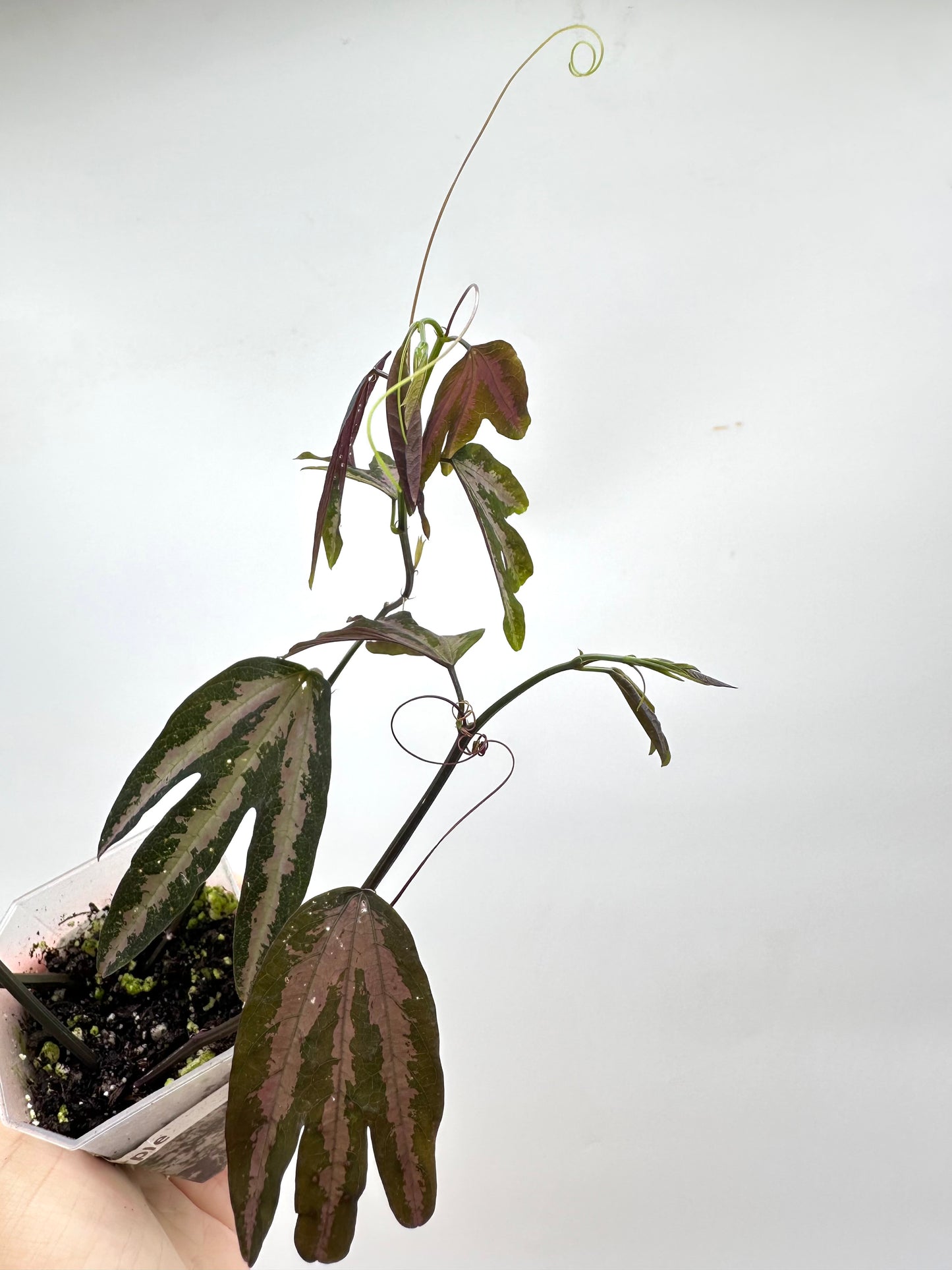 Passiflora Trifasciata purple