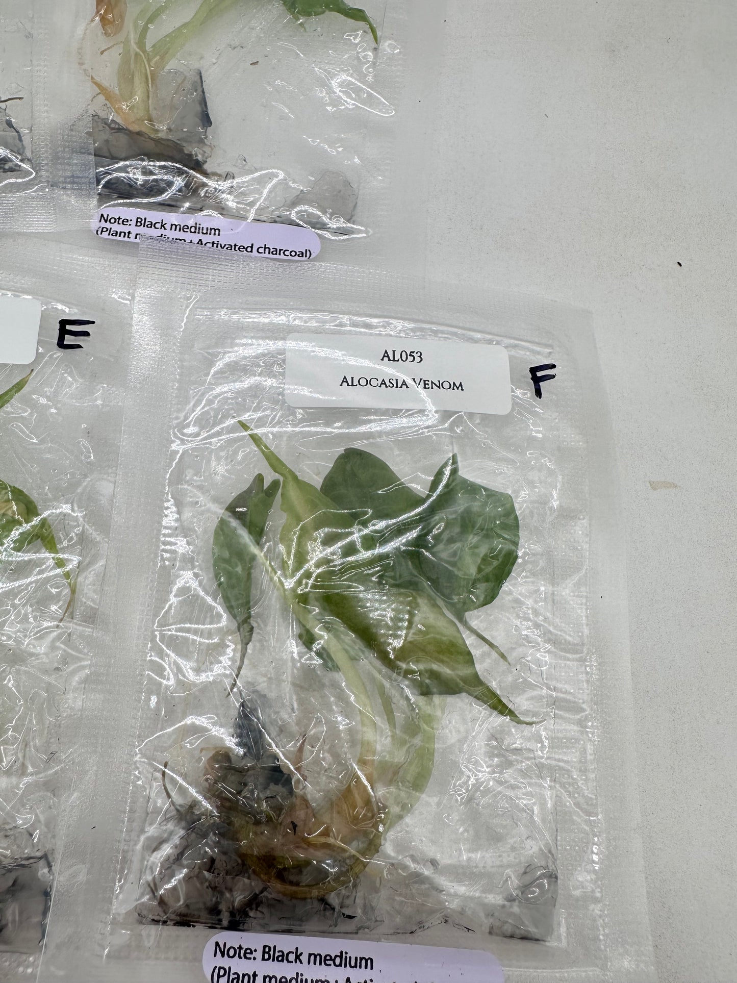 Tissue Culture - Alocasia Venom