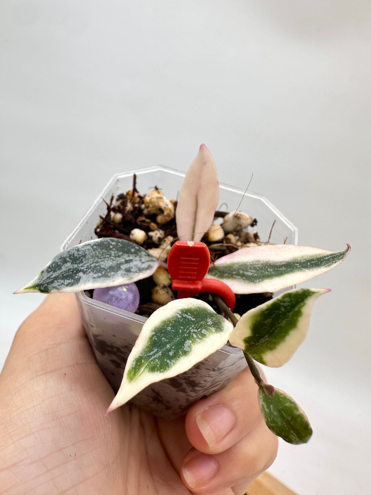 Hoya Lumina Princess