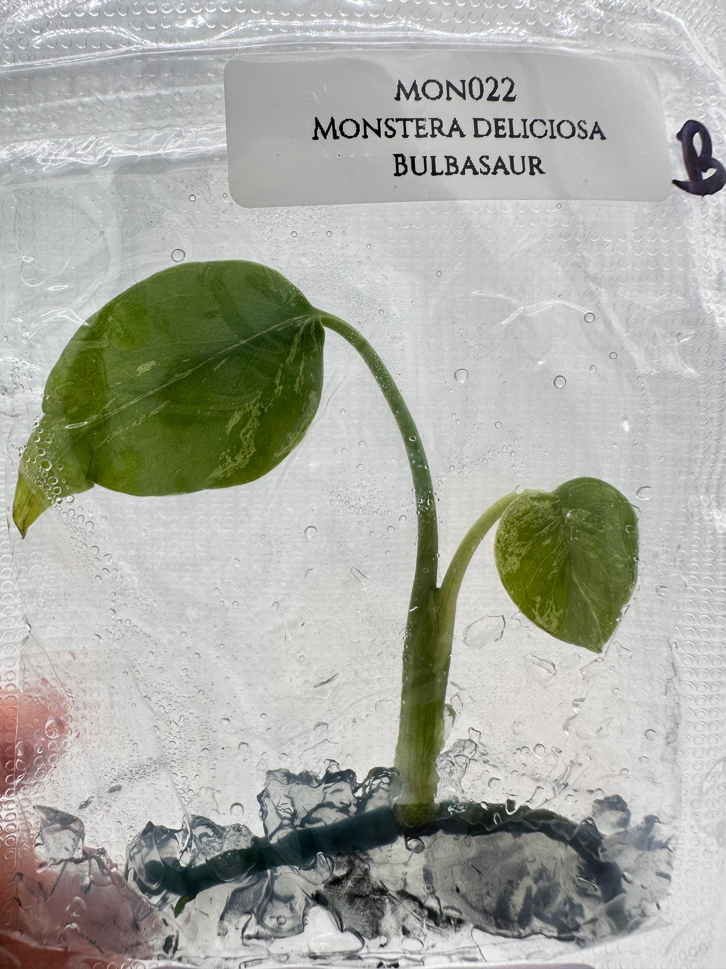 Tissue Culture - Monstera Bulbasuar - Rare
