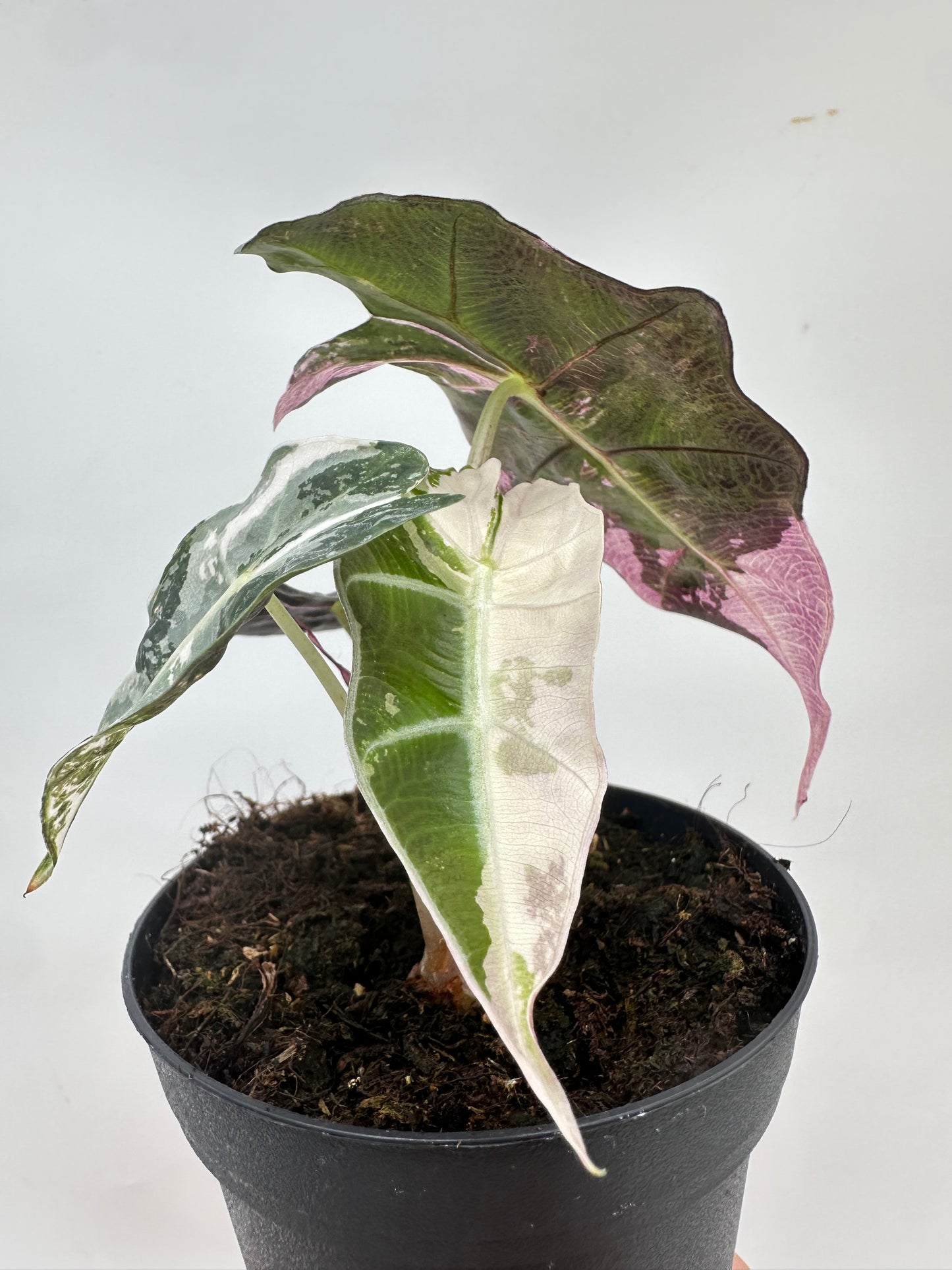 Alocasia Polly Pink Variegated