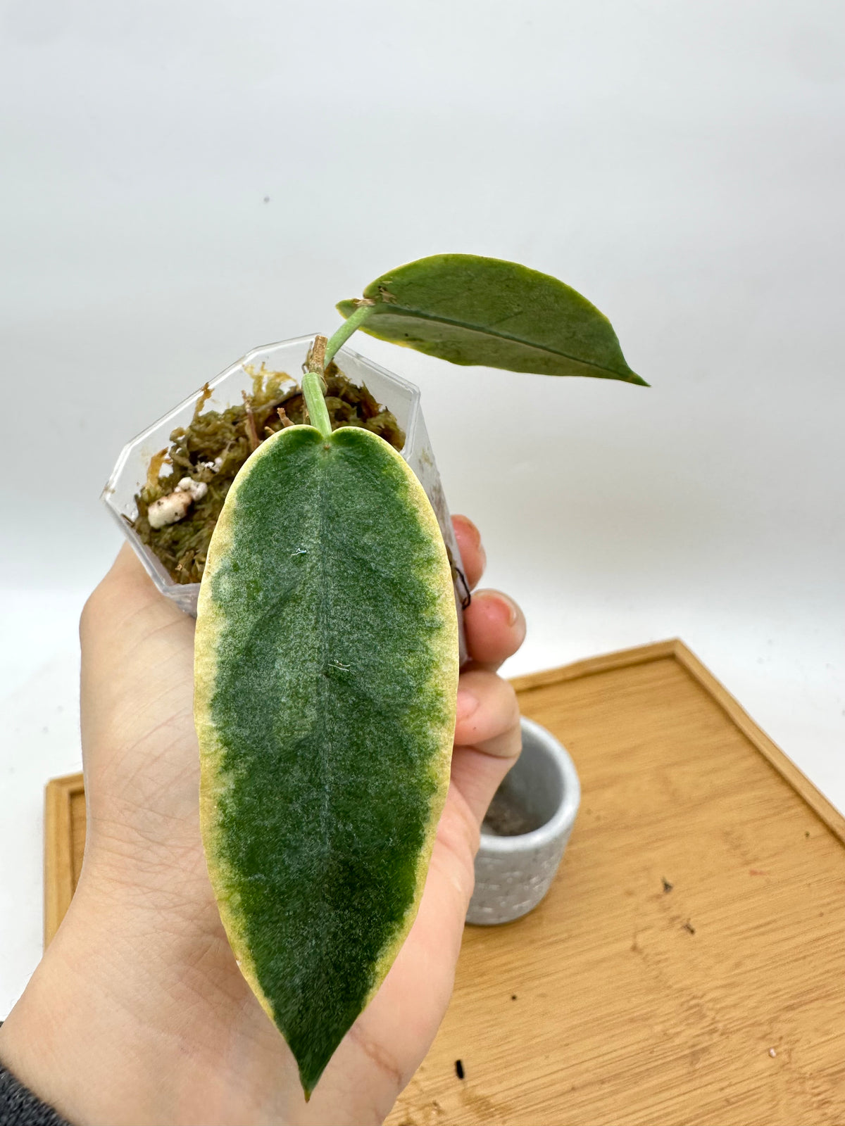 Hoya Archboldiana Albo Variegated