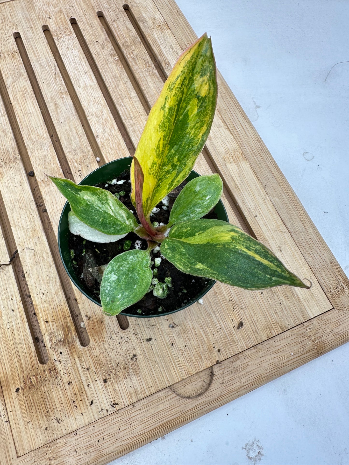 Philodendron Caramel Marble Variegated