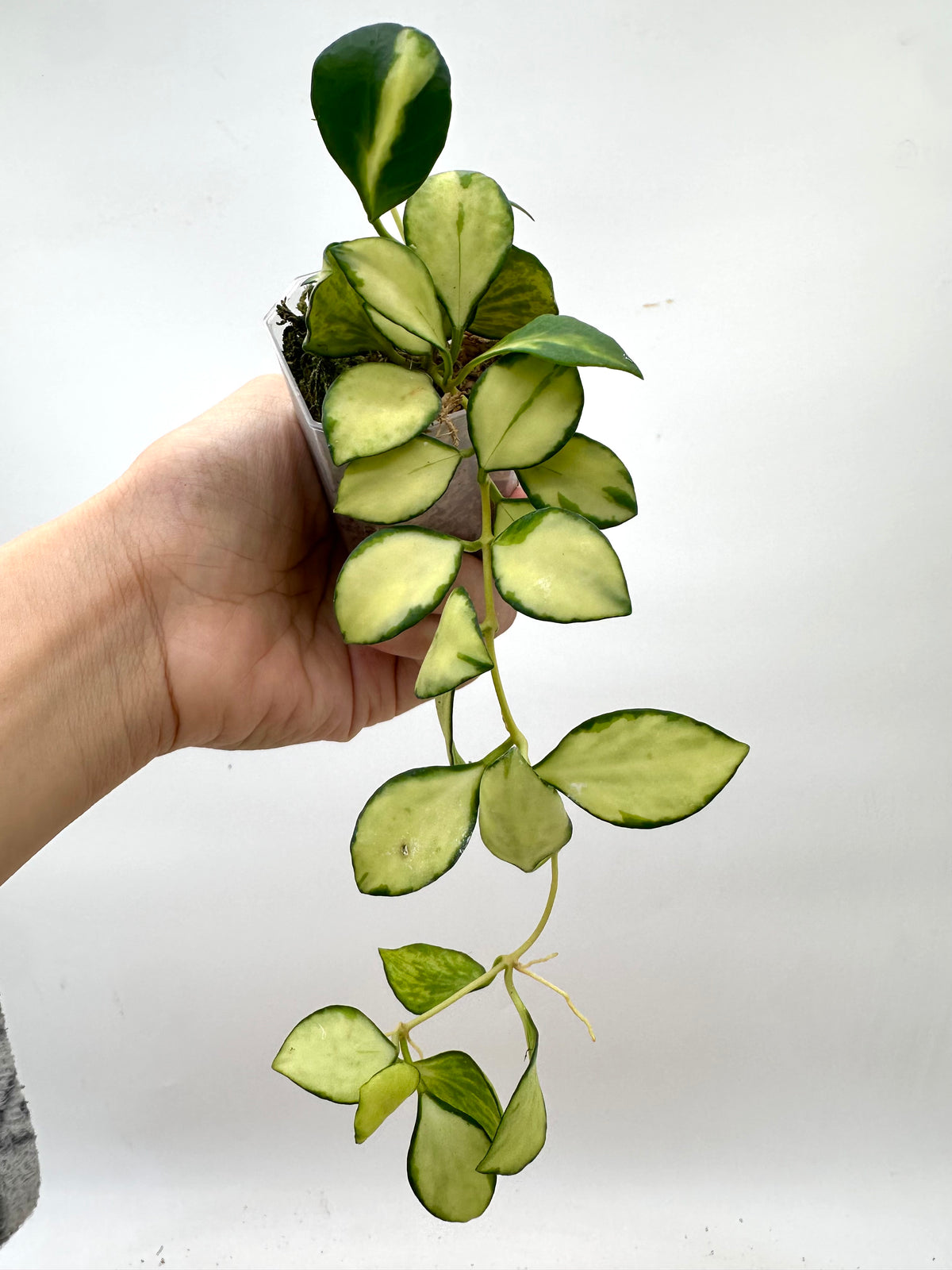 Hoya Heuschkeliana Inner Variegated
