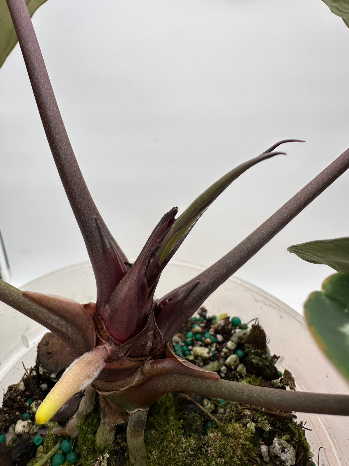 Anthurium Michelle x Zara x Red Crystallinum (Memoria Tim Anderson) - Size Large