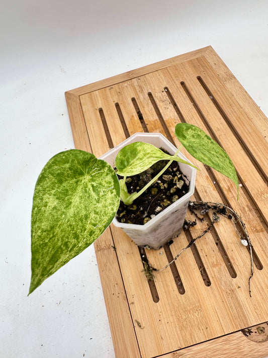Alocasia Cucullata Mint Variegated