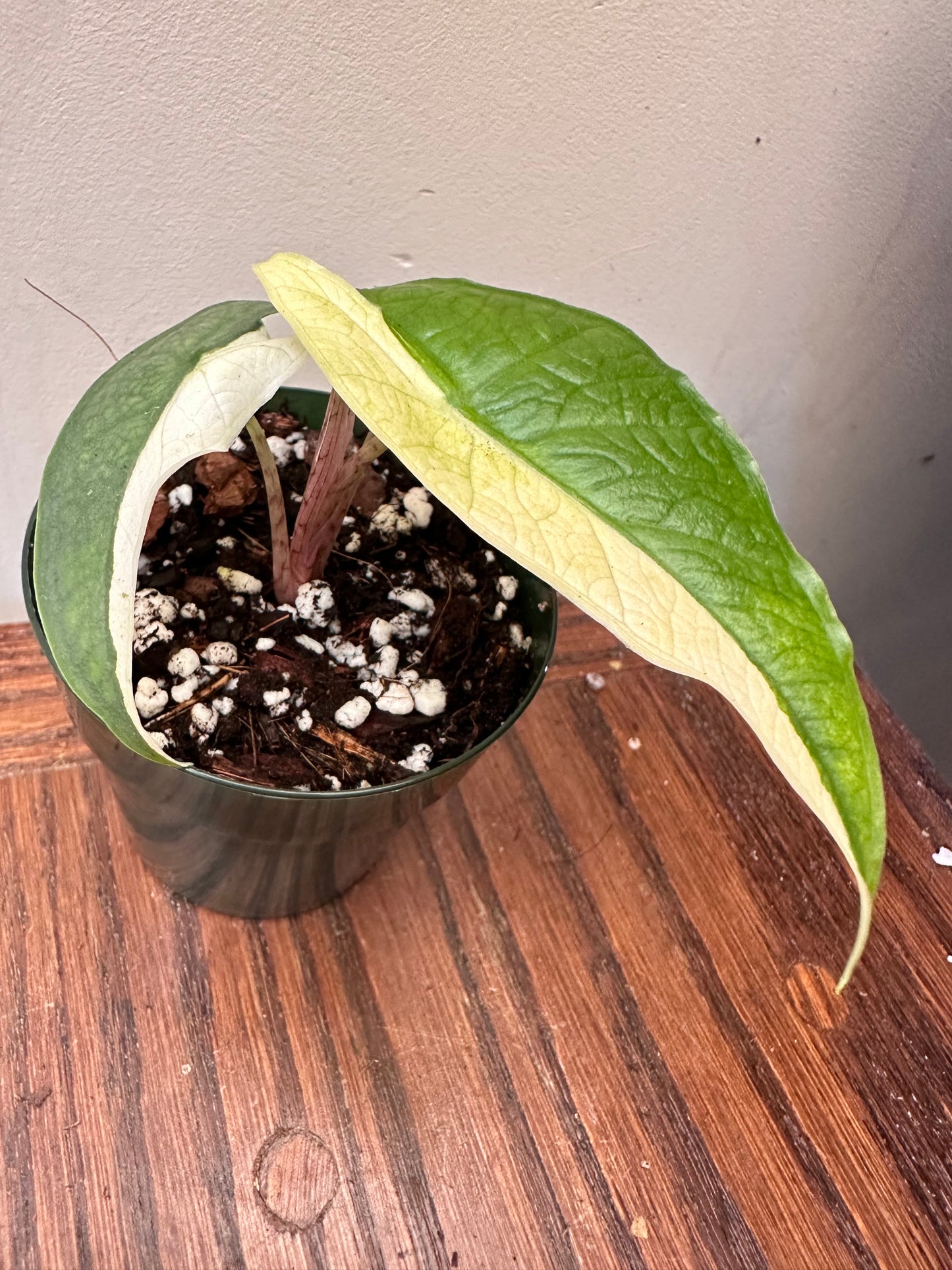 Alocasia Sulawesi Variegated