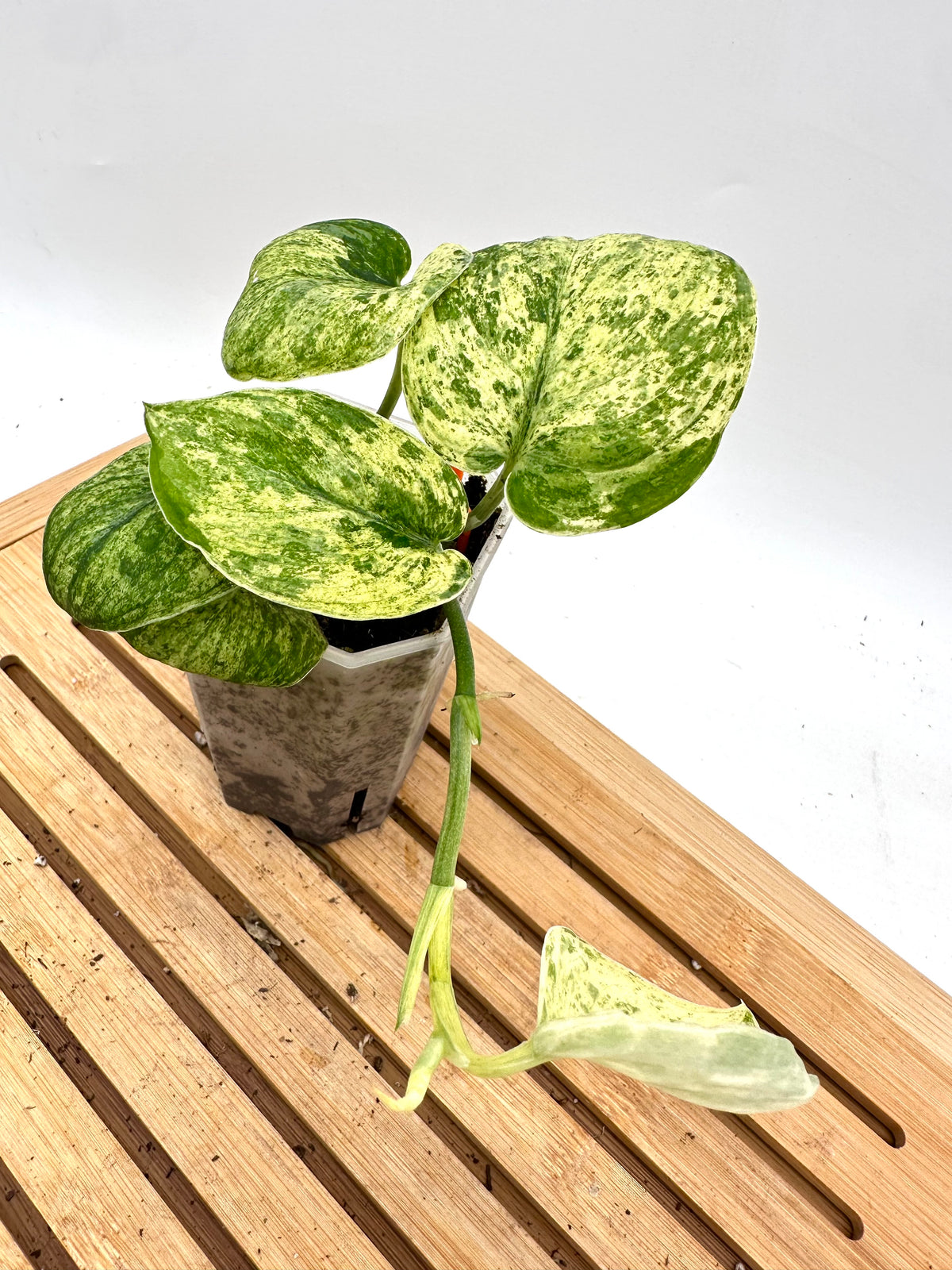 Scindapsus Halimoon