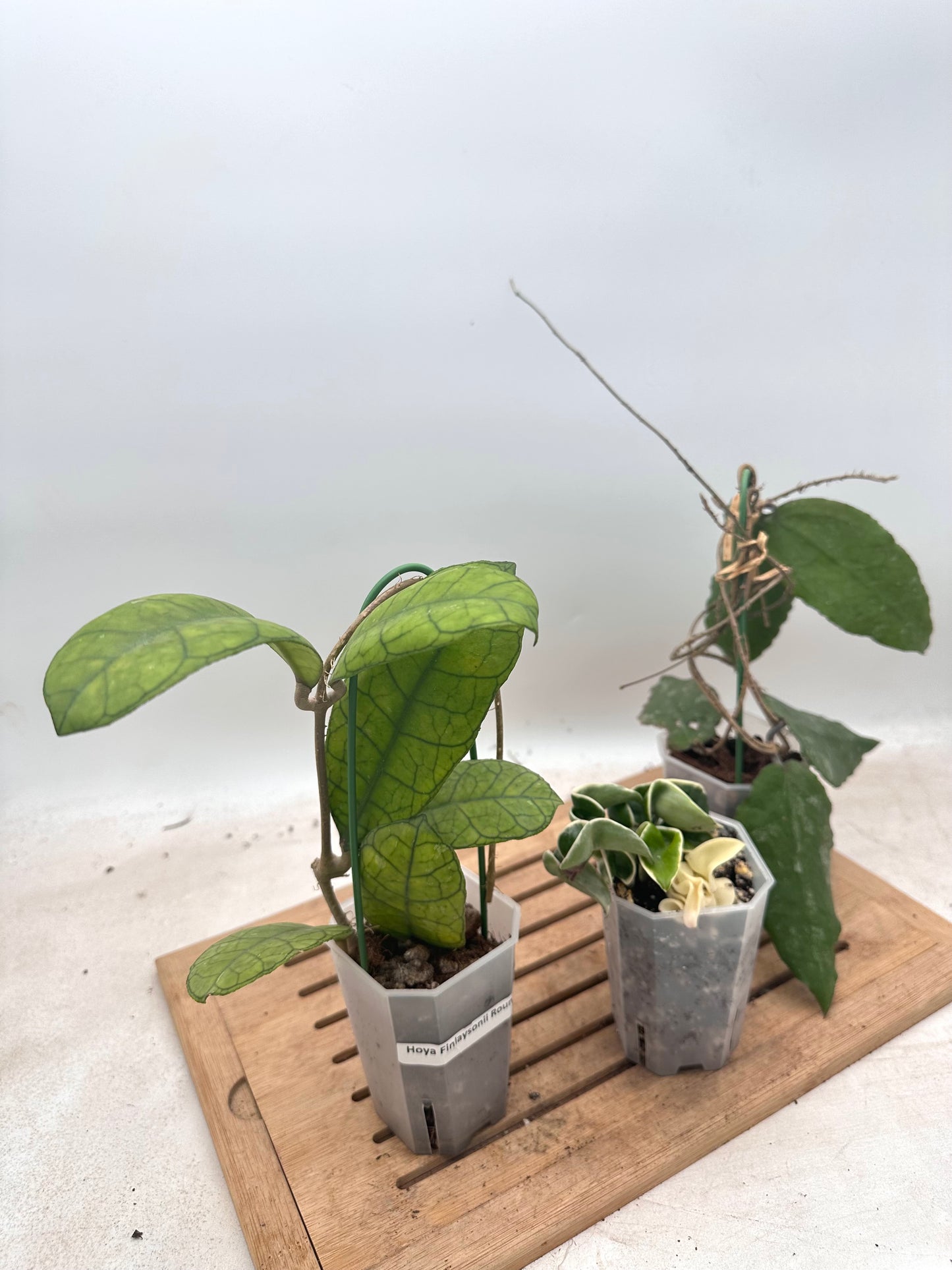Combo Sale - Hoya Hindu Rope Albo & Hoya Finlaysonii Round Leaf & Hoya Caudata Big Leaves