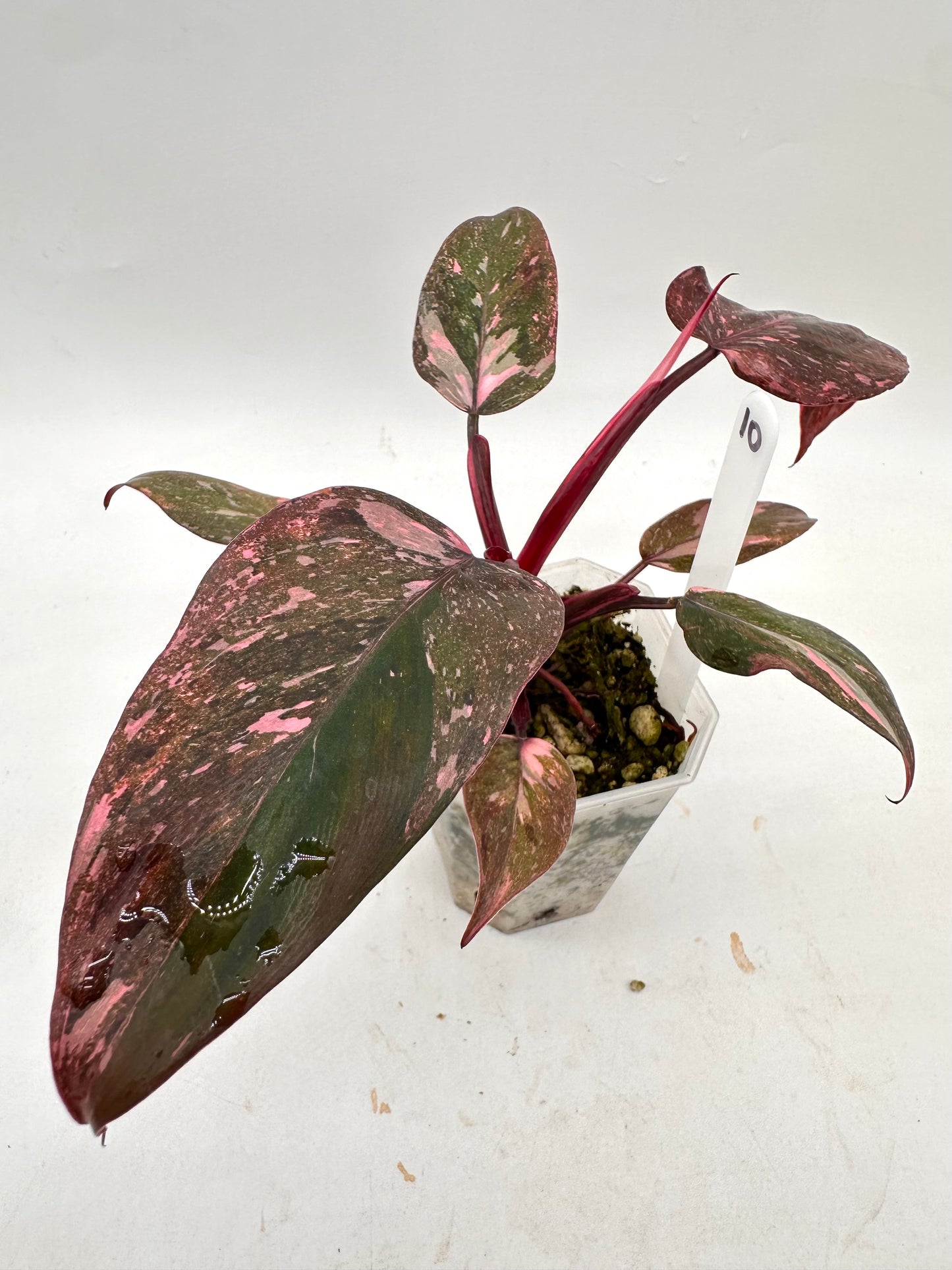 Philodendron Pink Princess Marble King 010