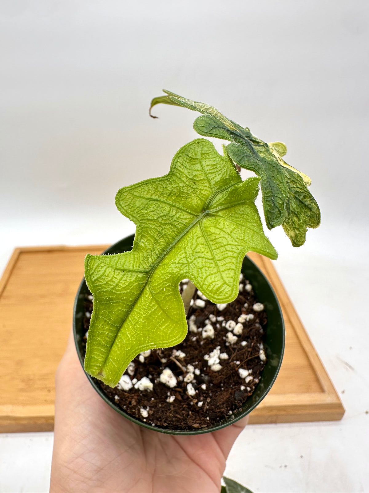 Alocasia Jacklyn Variegated