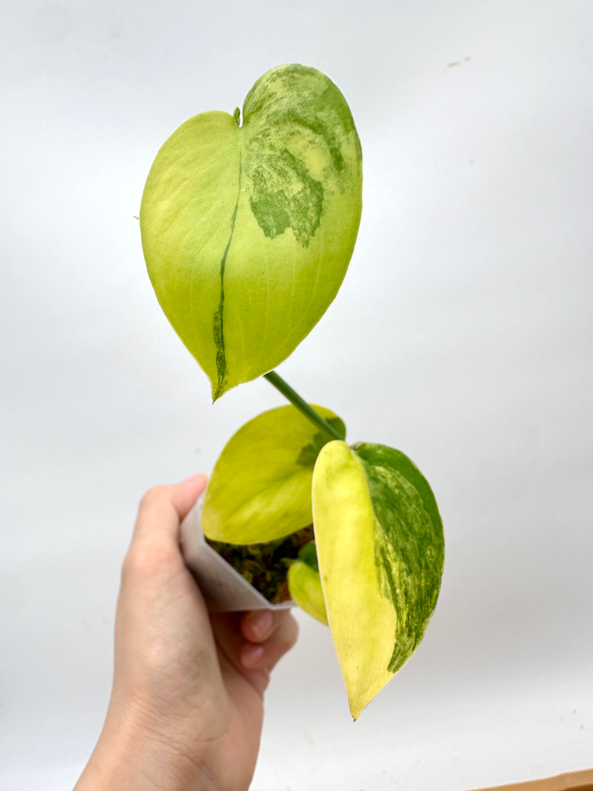 Scindapsus Jade Satin Variegated