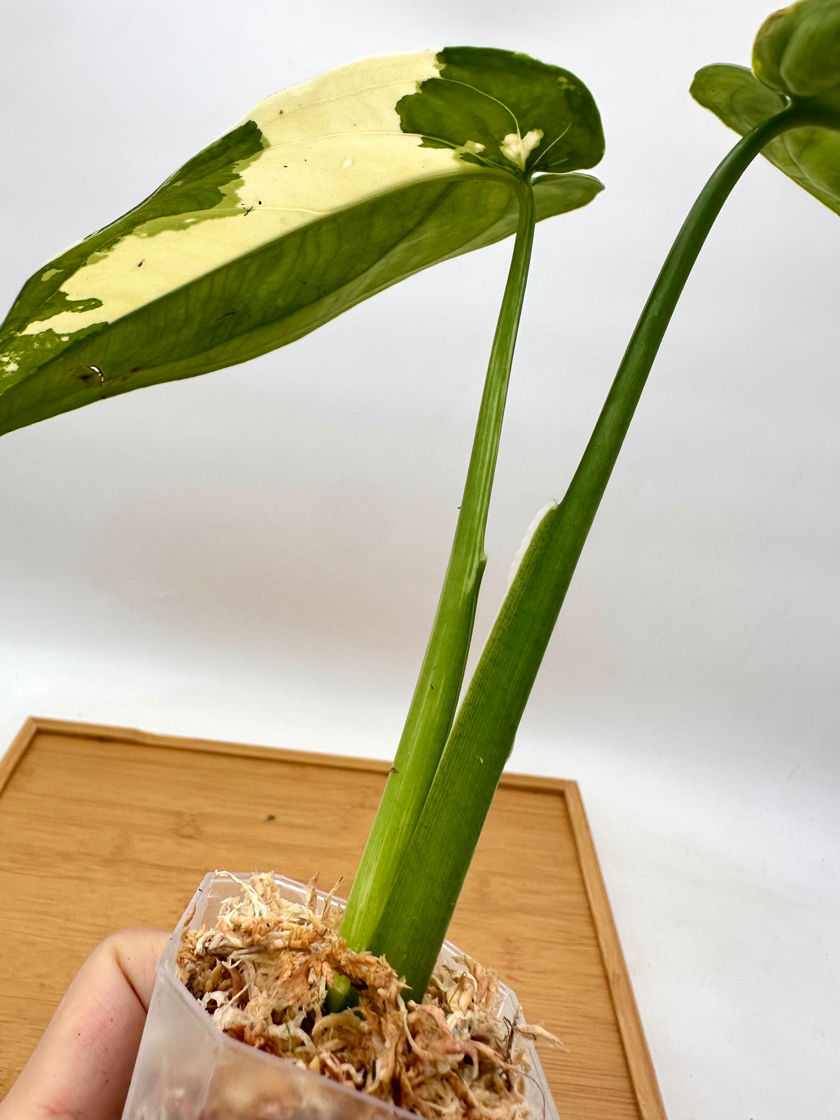 Syngonium Chiapense Albo Variegated