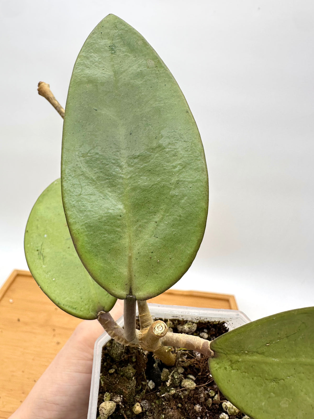Hoya Silver Dollar