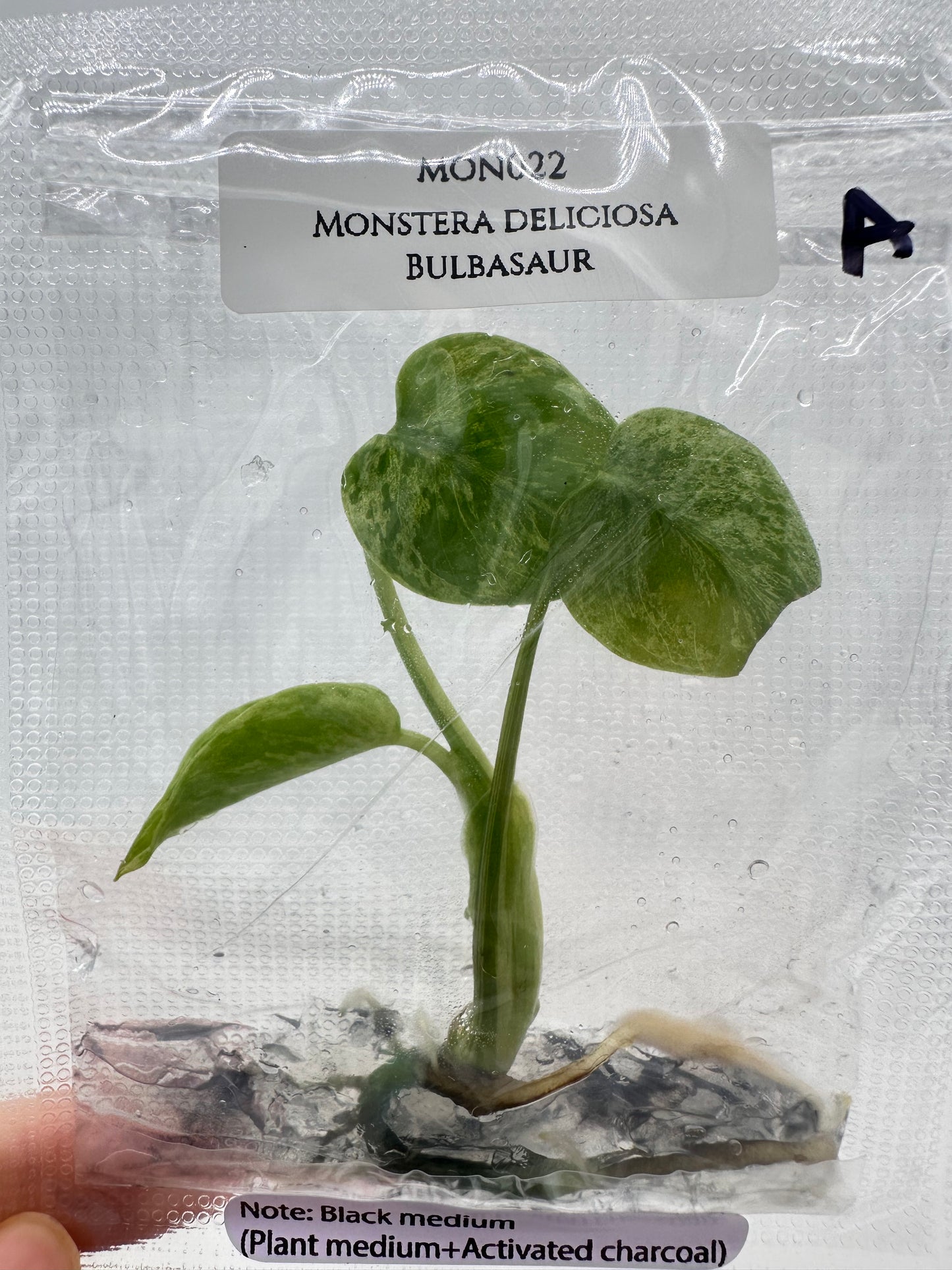 Tissue Culture - Monstera Bulbasuar - Rare