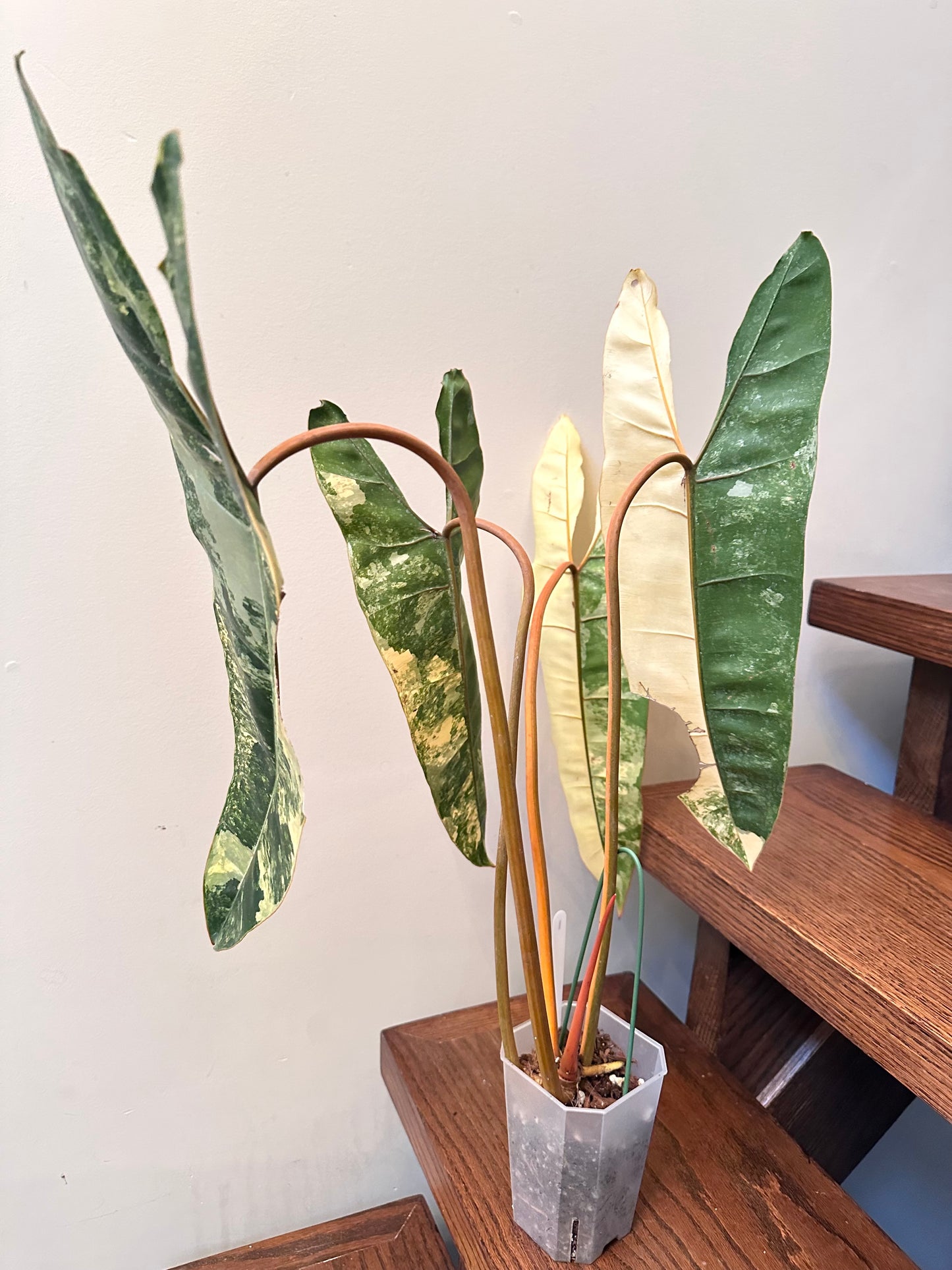 Philodendron Billietiae Variegated 01 - Size Large