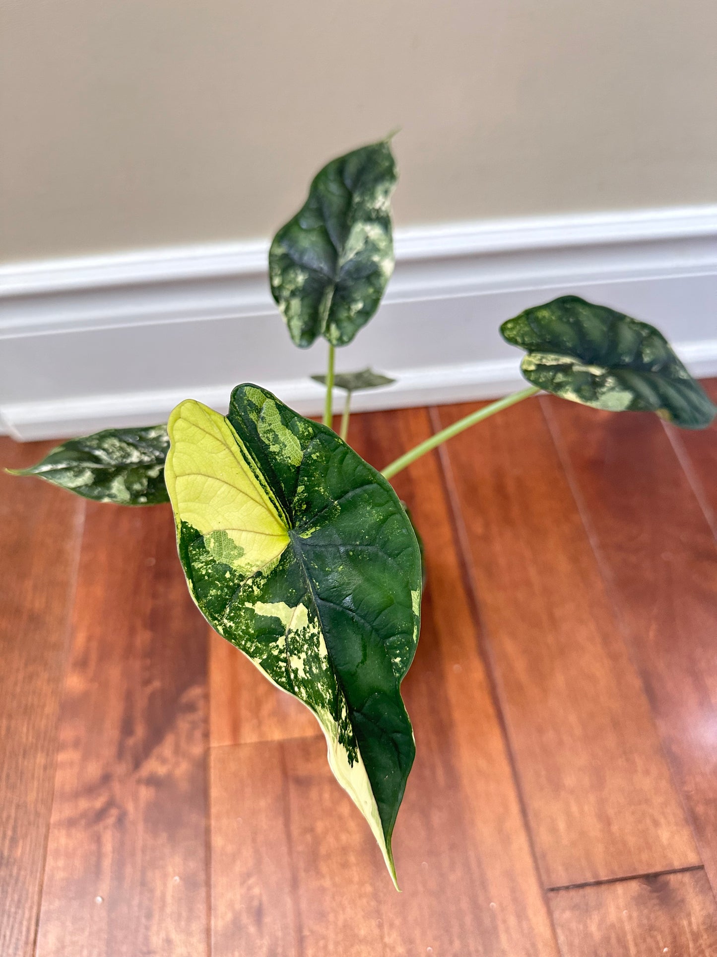 Alocasia Dragon Scale Albo - Corm growing on top, never been corm collected - August Sale
