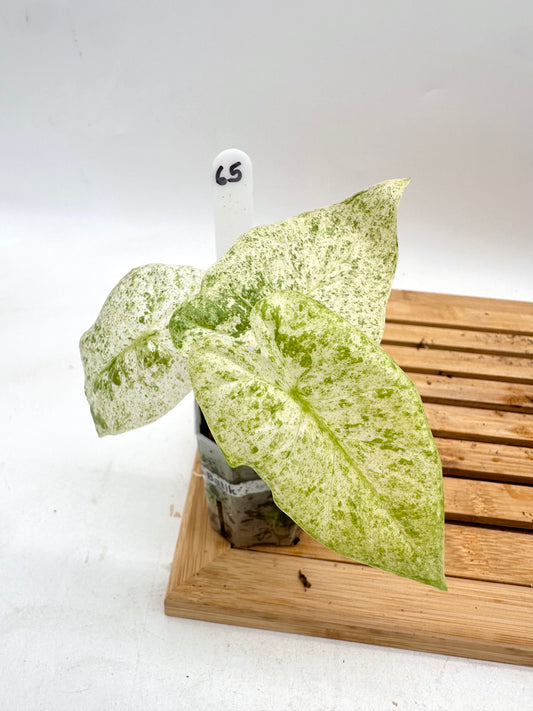 Alocasia Odora Batik 065